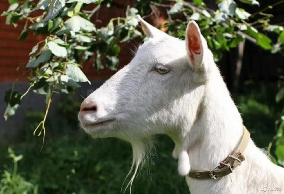 Зааненская безрогой козы