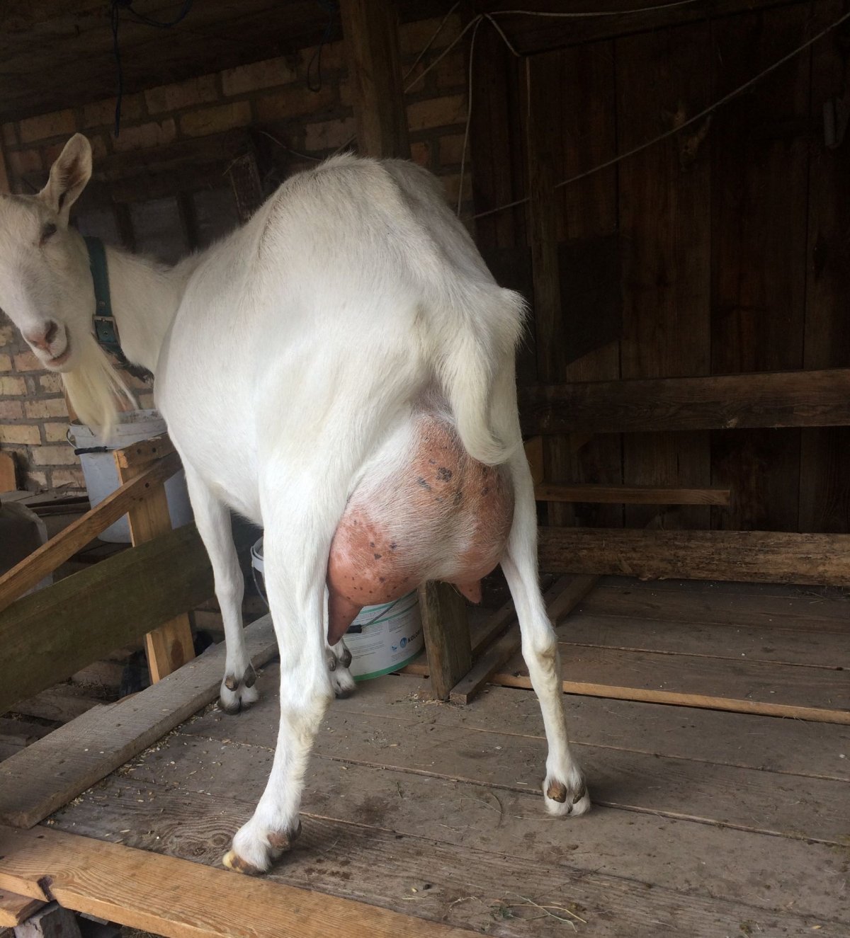 Дойная коза порода зааненская