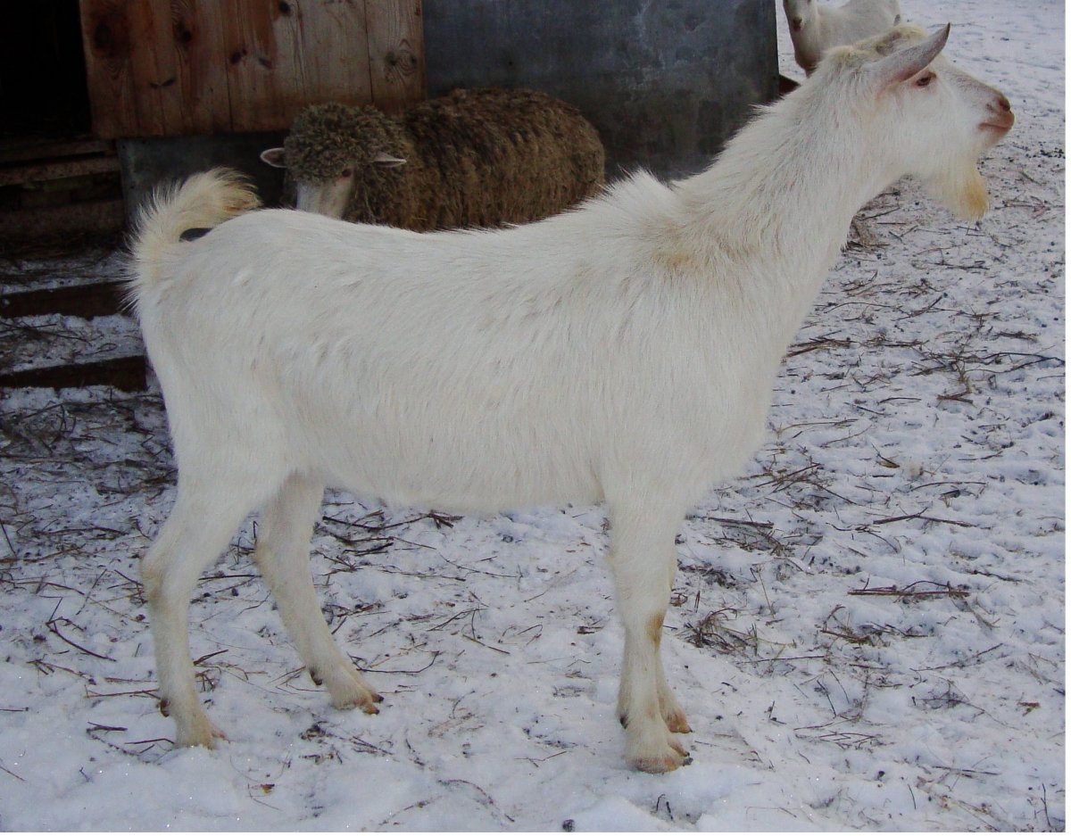 Козы зааненской породы