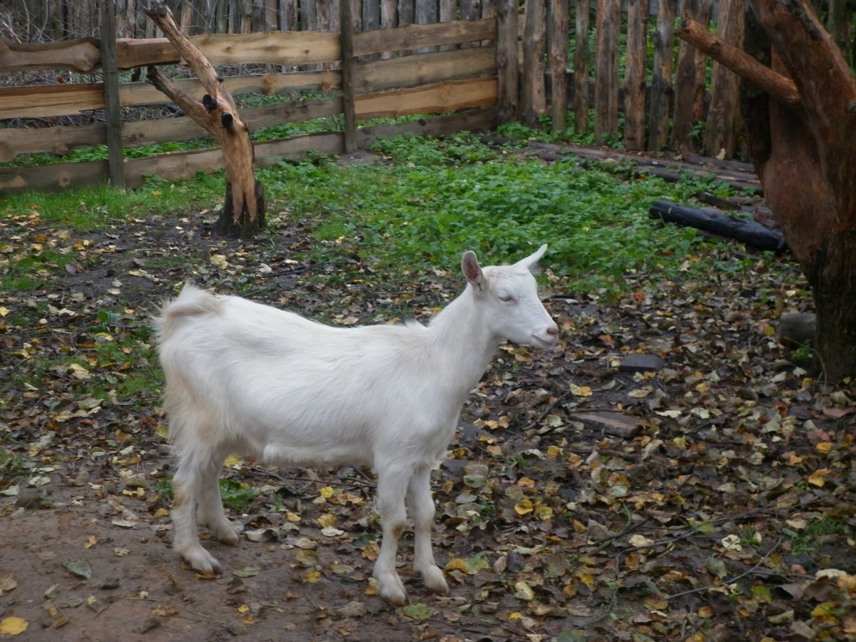 Зааненская коза