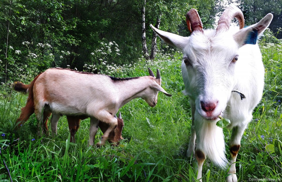 Коза с козлятами