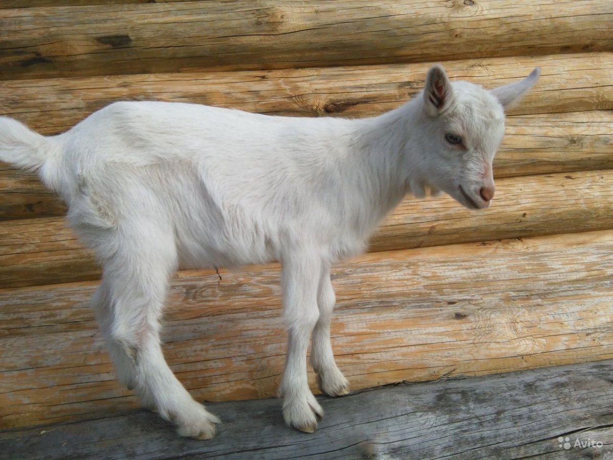 Породы коз ламанча безрогие