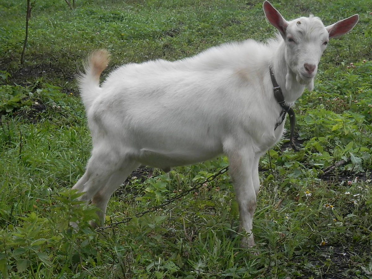 Зааненские козы высокоудойные