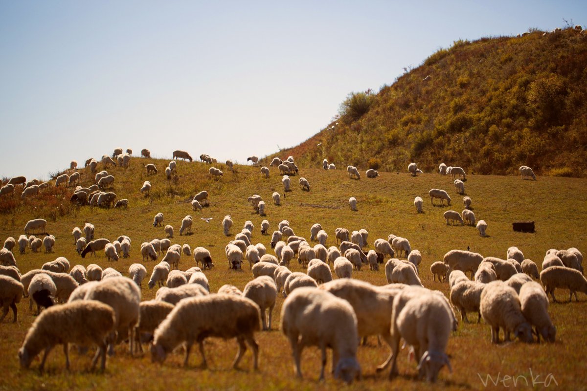 Овцеводство в Адыгее