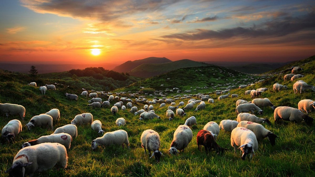 Овцы на закате