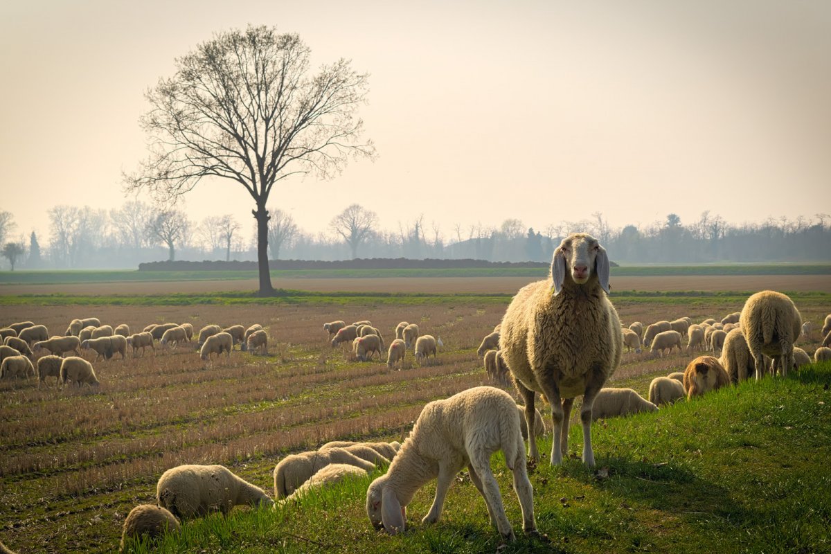 Пейзаж с овцами