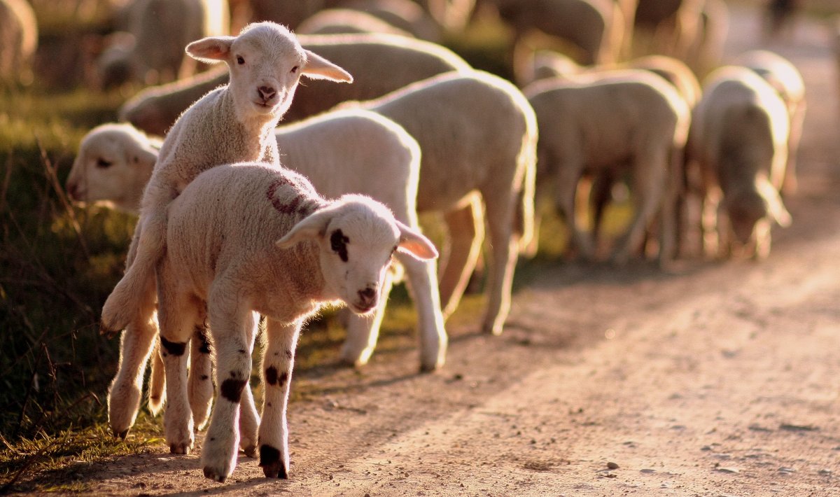 Стадо ягнят