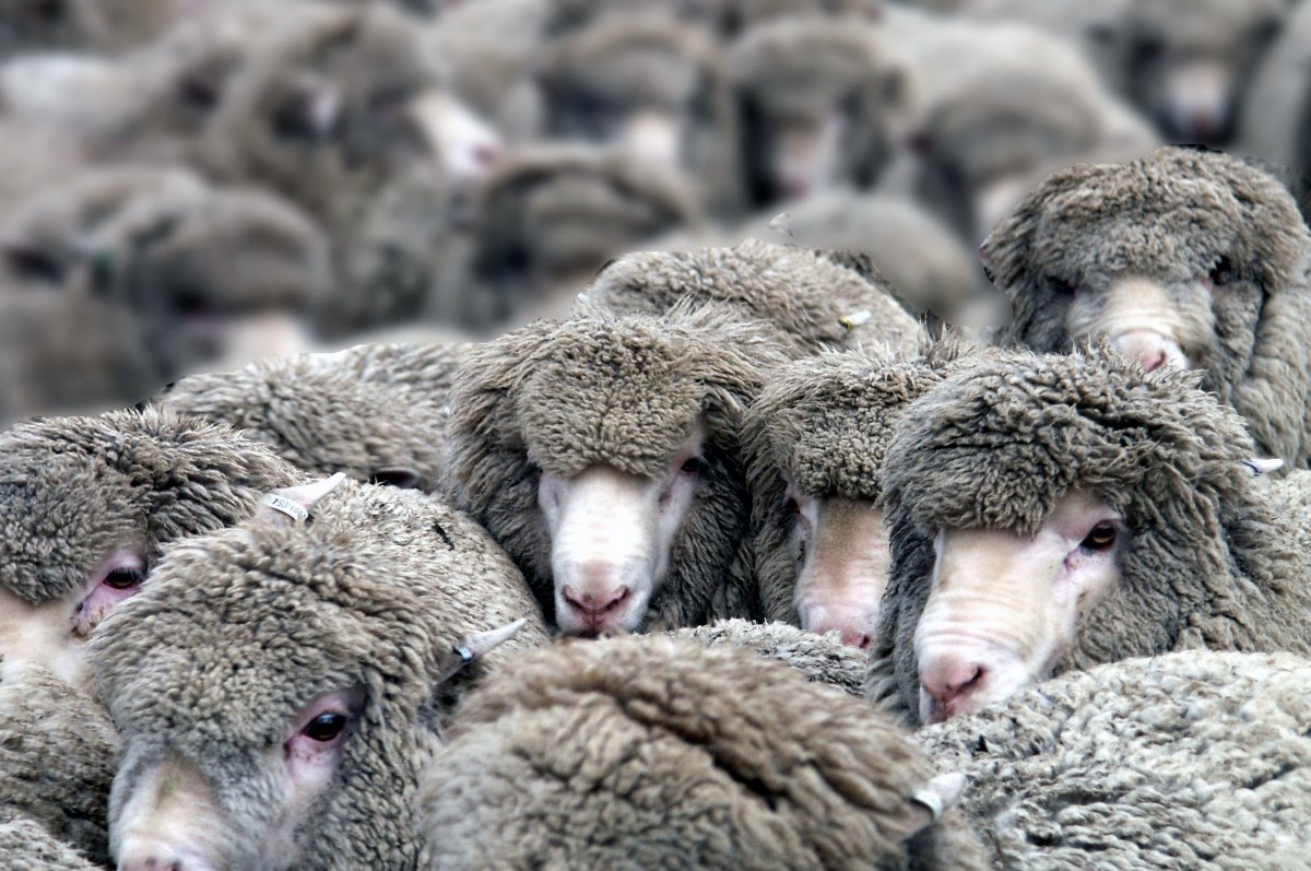 Стадо овец Панкеева