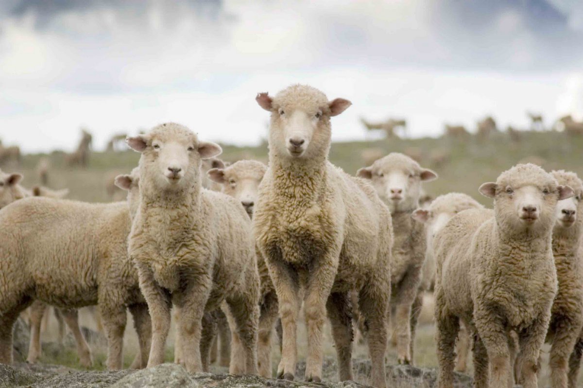 Овцеводческие ферма меринос