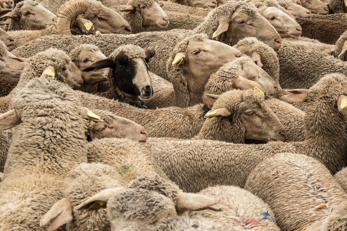 Отара овец