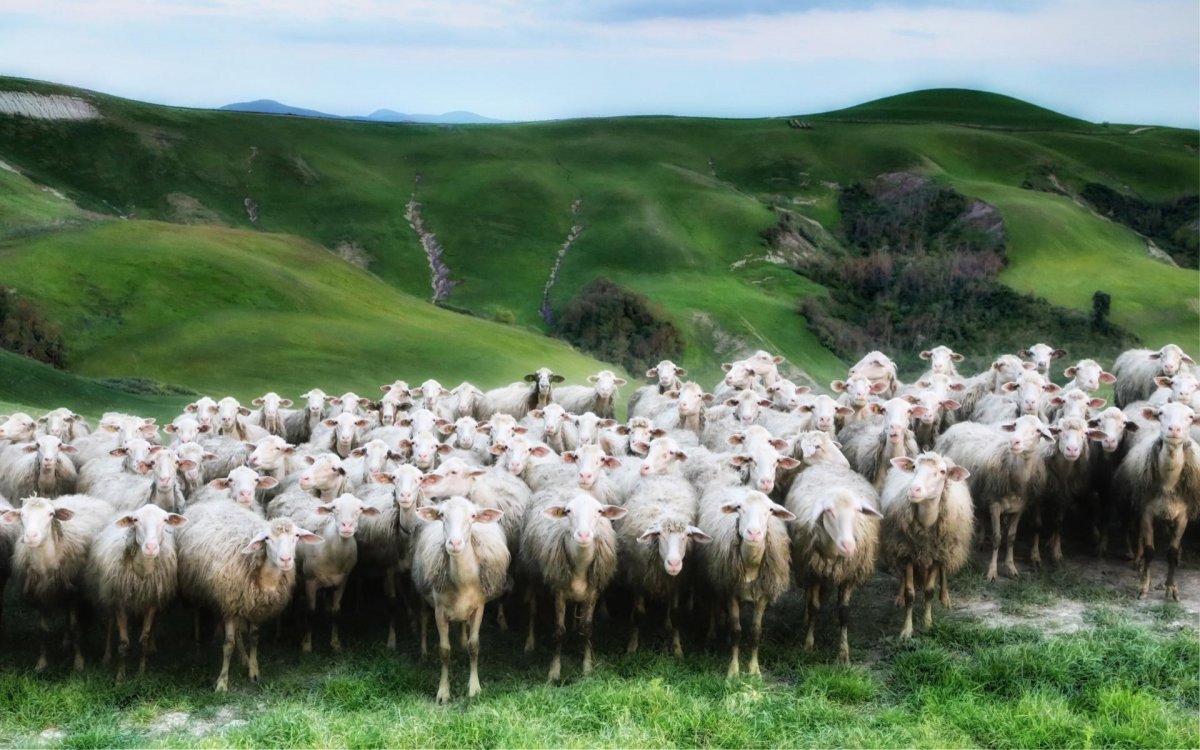 Большое стадо овец