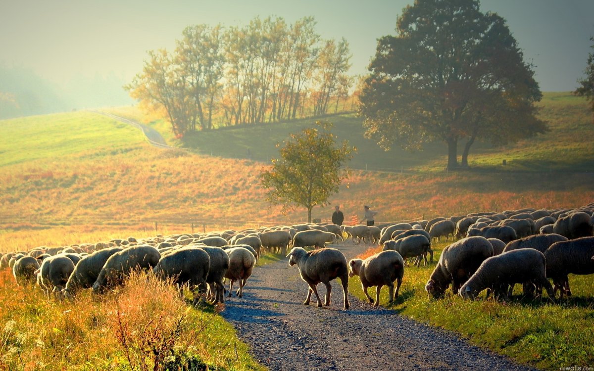 Бараны породы Тексель