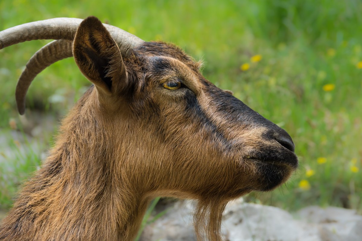 Коза Дикая Сибирская