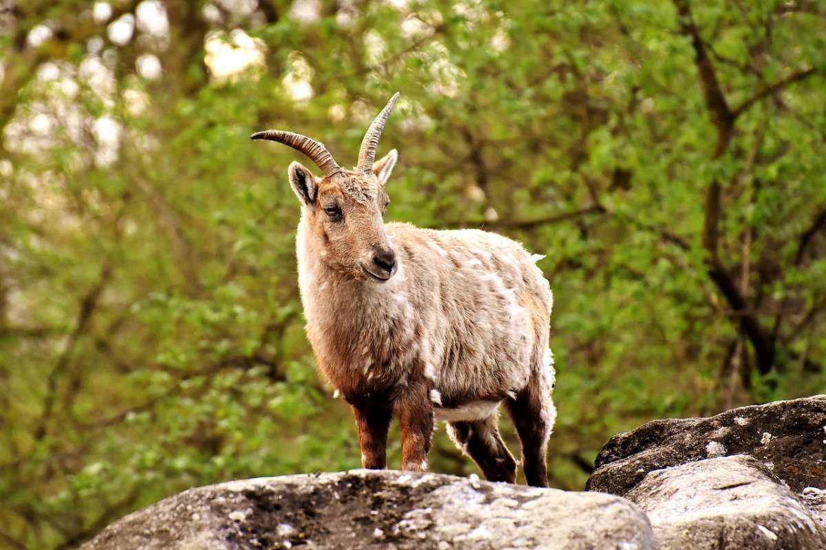 Alpine Ibex