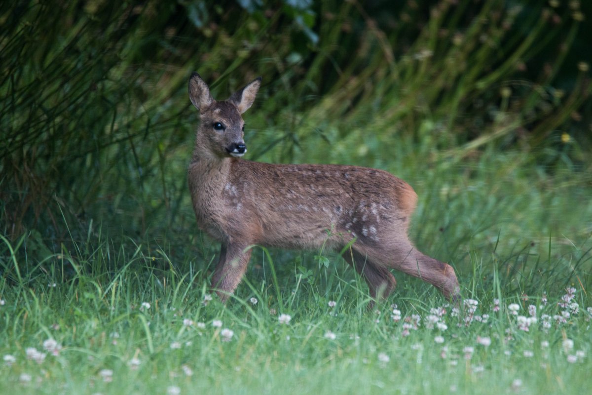 Безоаровый козел