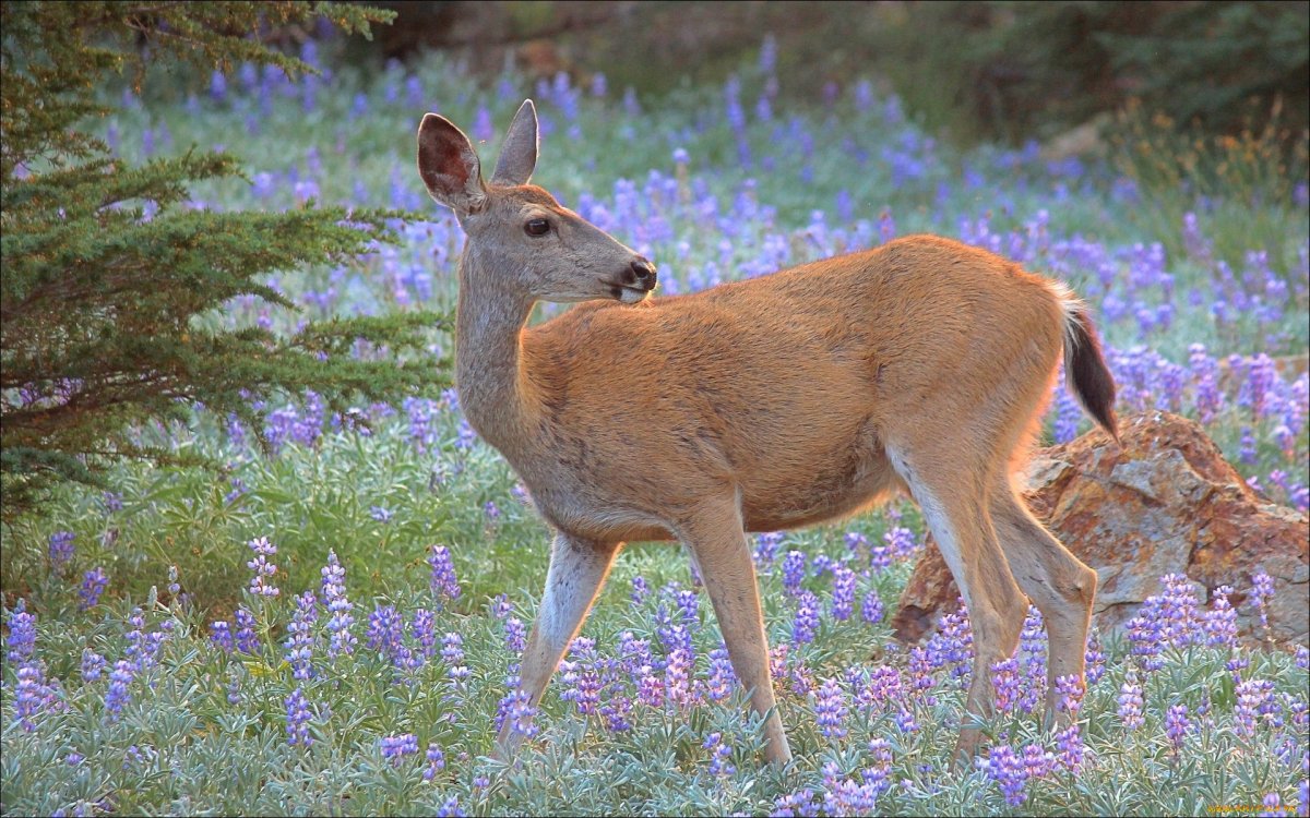 Европейская косуля