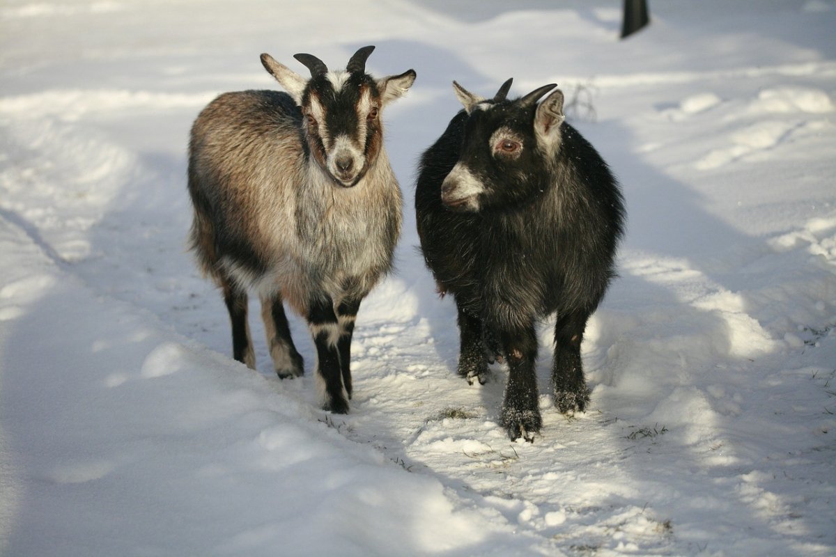 Уральский дикий козел