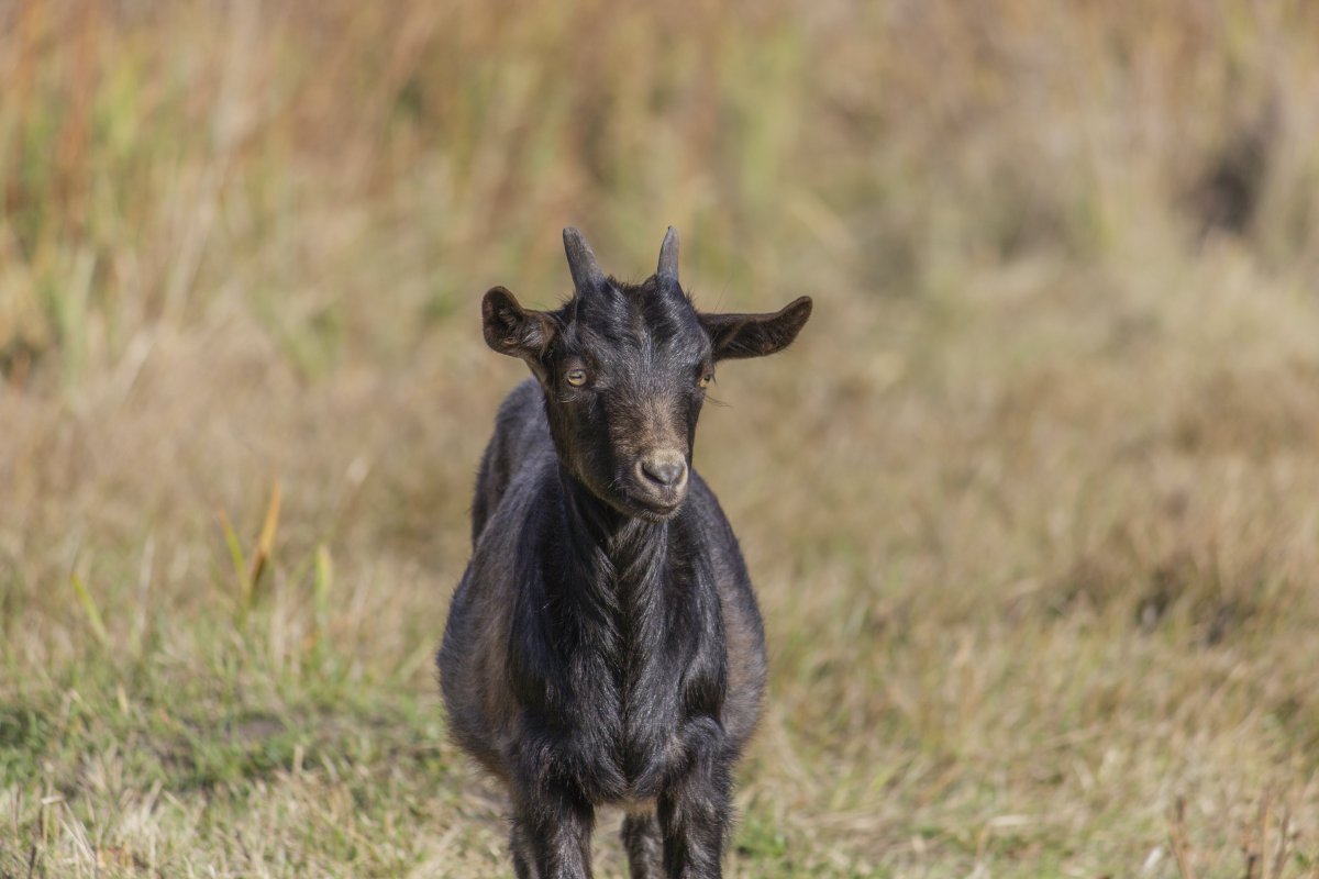 Антилопа это коза