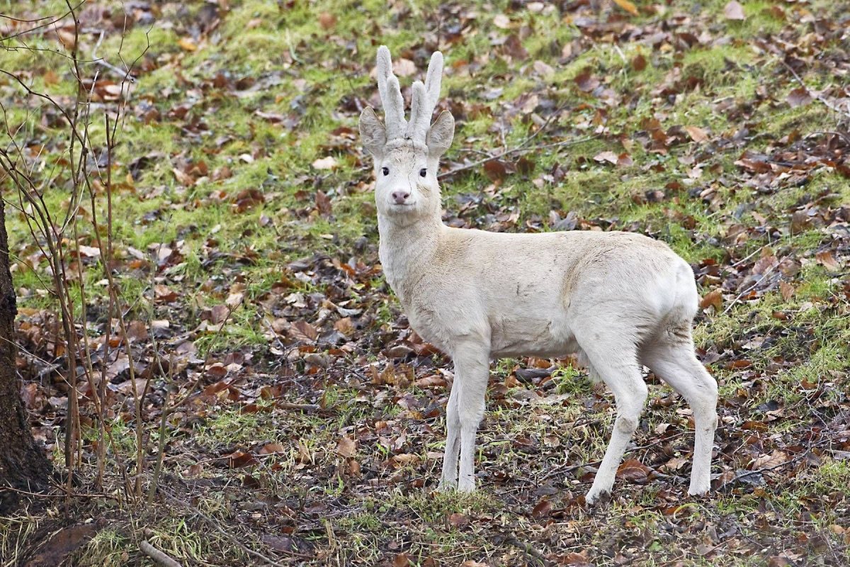 Европейская косуля Астрахань