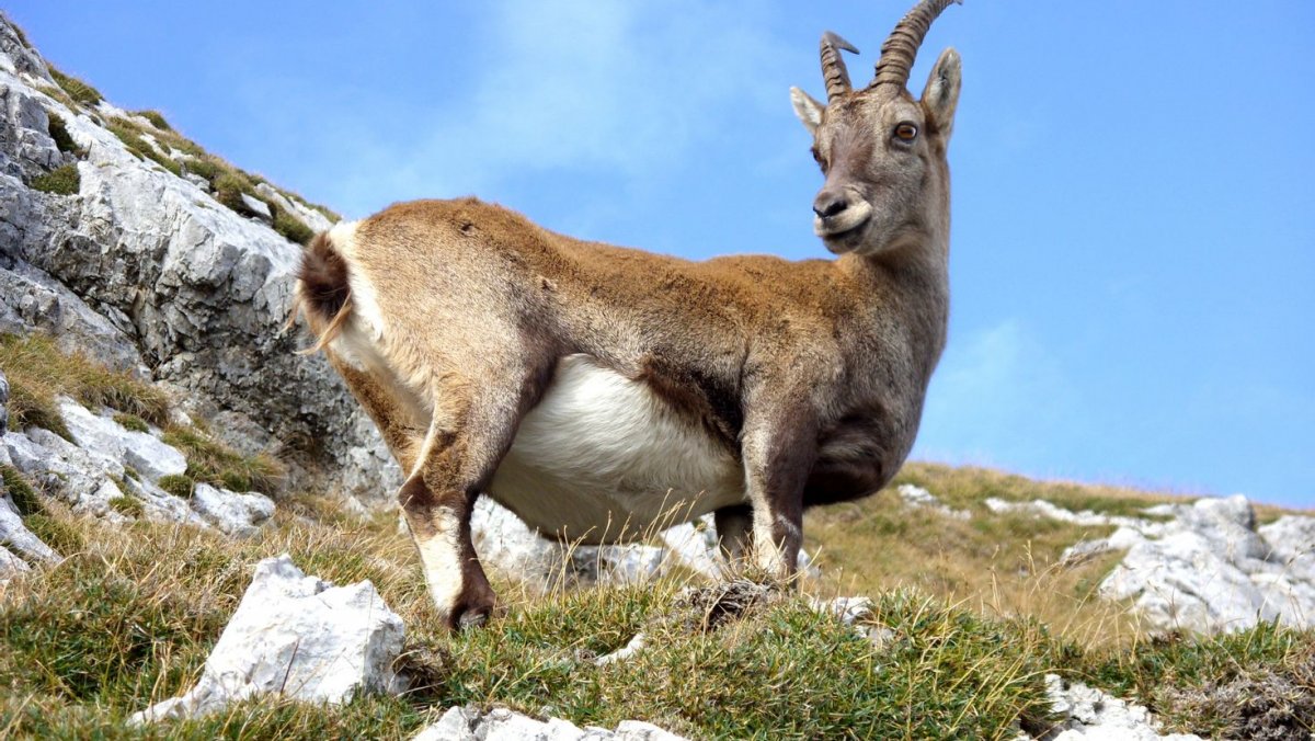 Сибирский Лесной козел