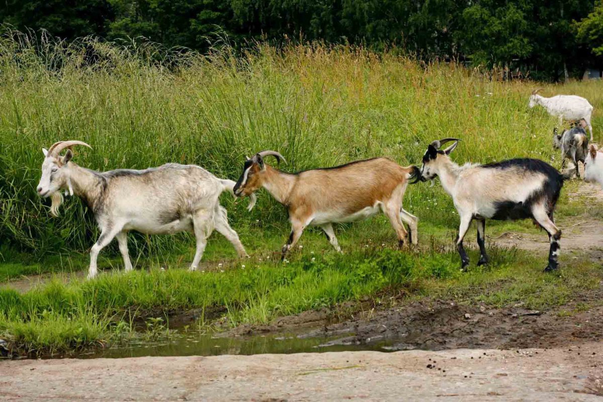 Европейская косуля (capreolus capreolus)