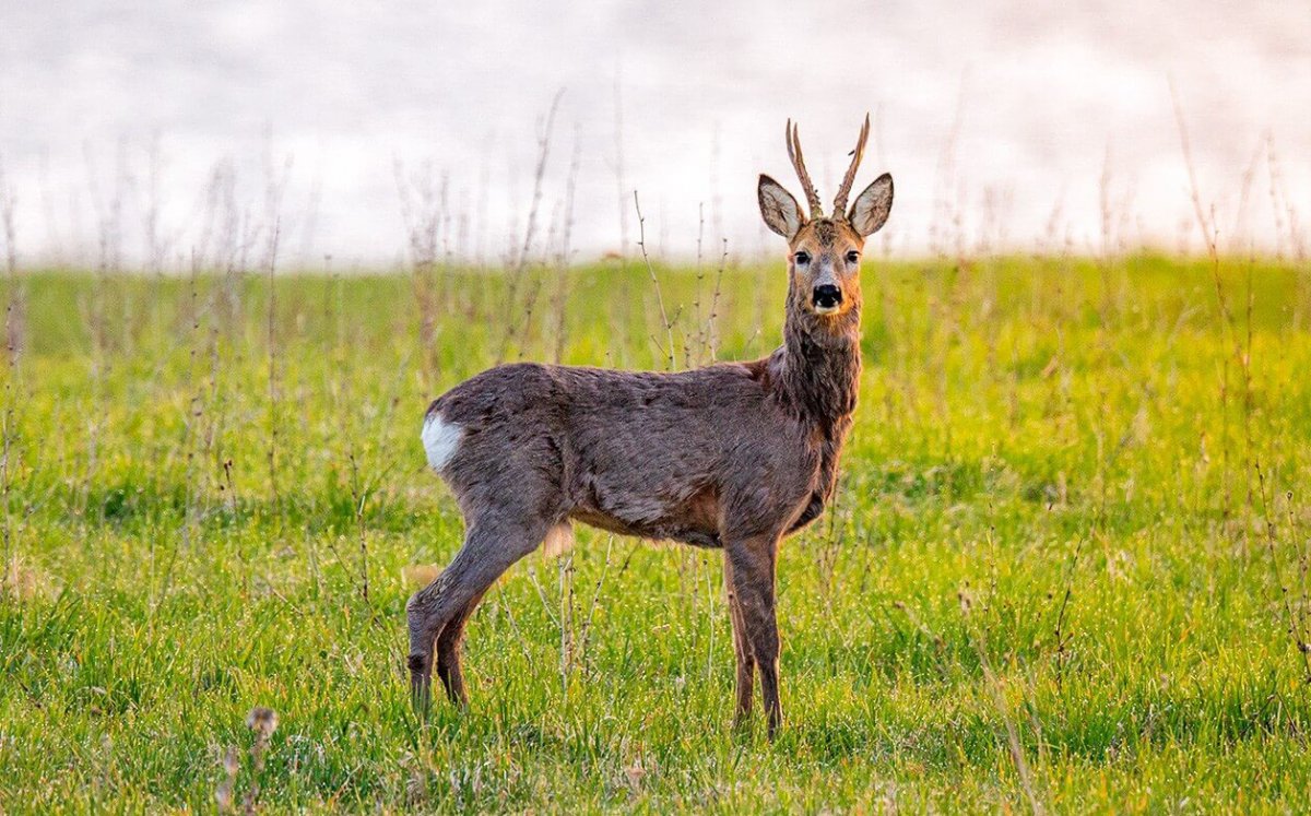 Критский горный козёл