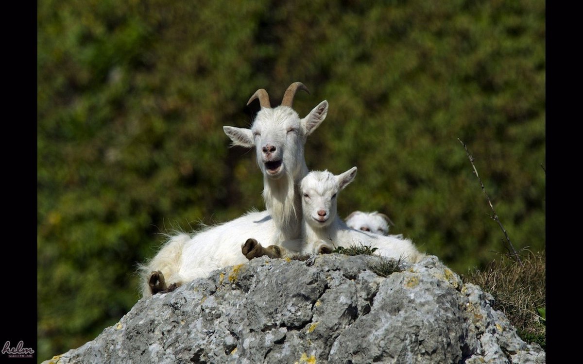 Безоаровый козел