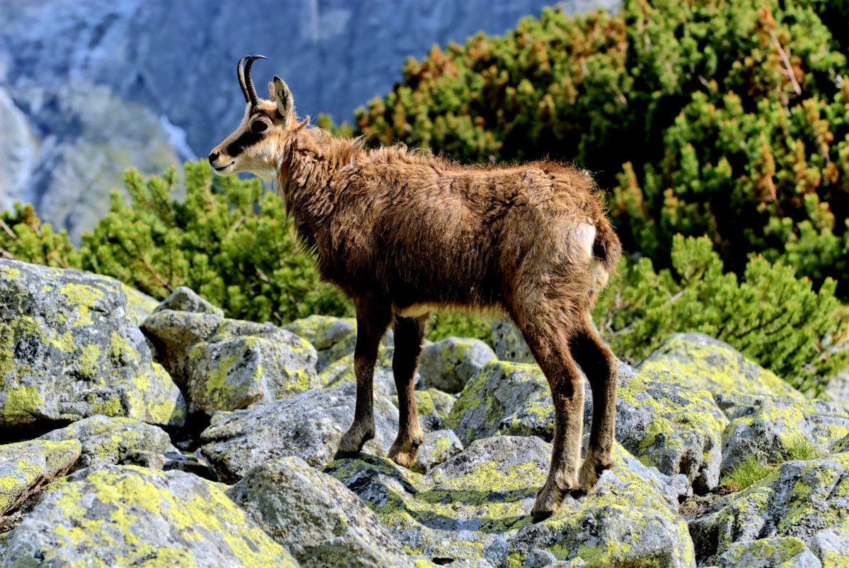 Markhor Goat Horns