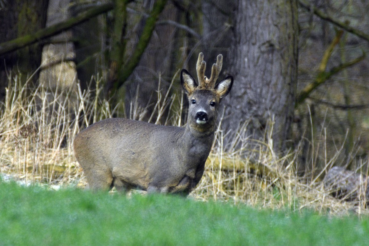 Каменные звери