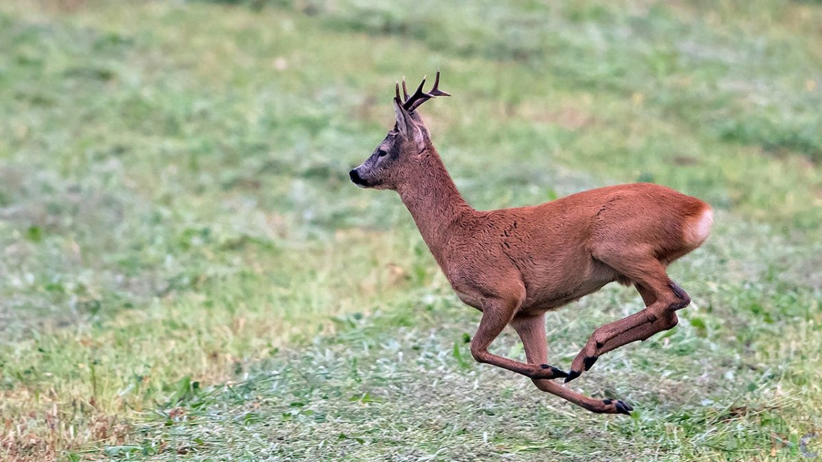 Косуля Рогач