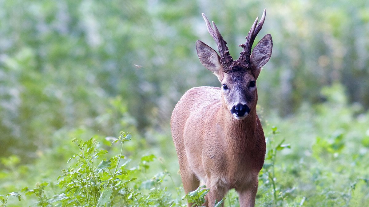 Альпийский горный Серна Швейцария