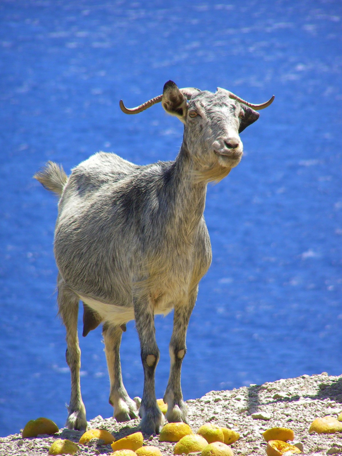 Козерог животное маленький