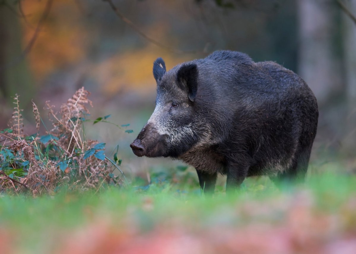 Европейский кабан