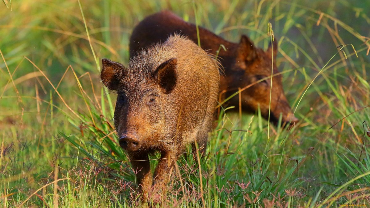 Европейский дикий кабан