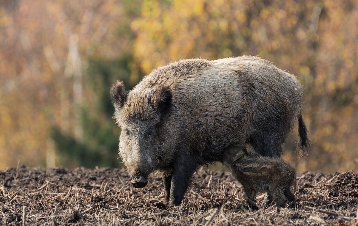 Европейский дикий кабан