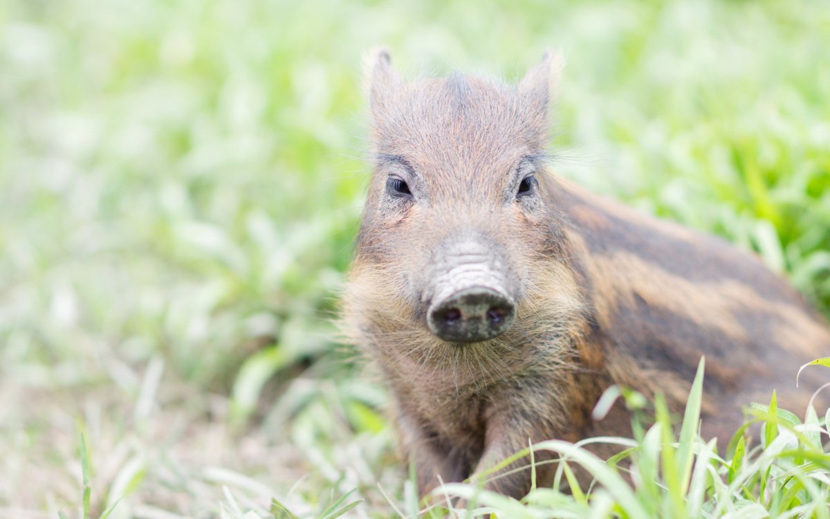 Маленький Лесной кабанчик