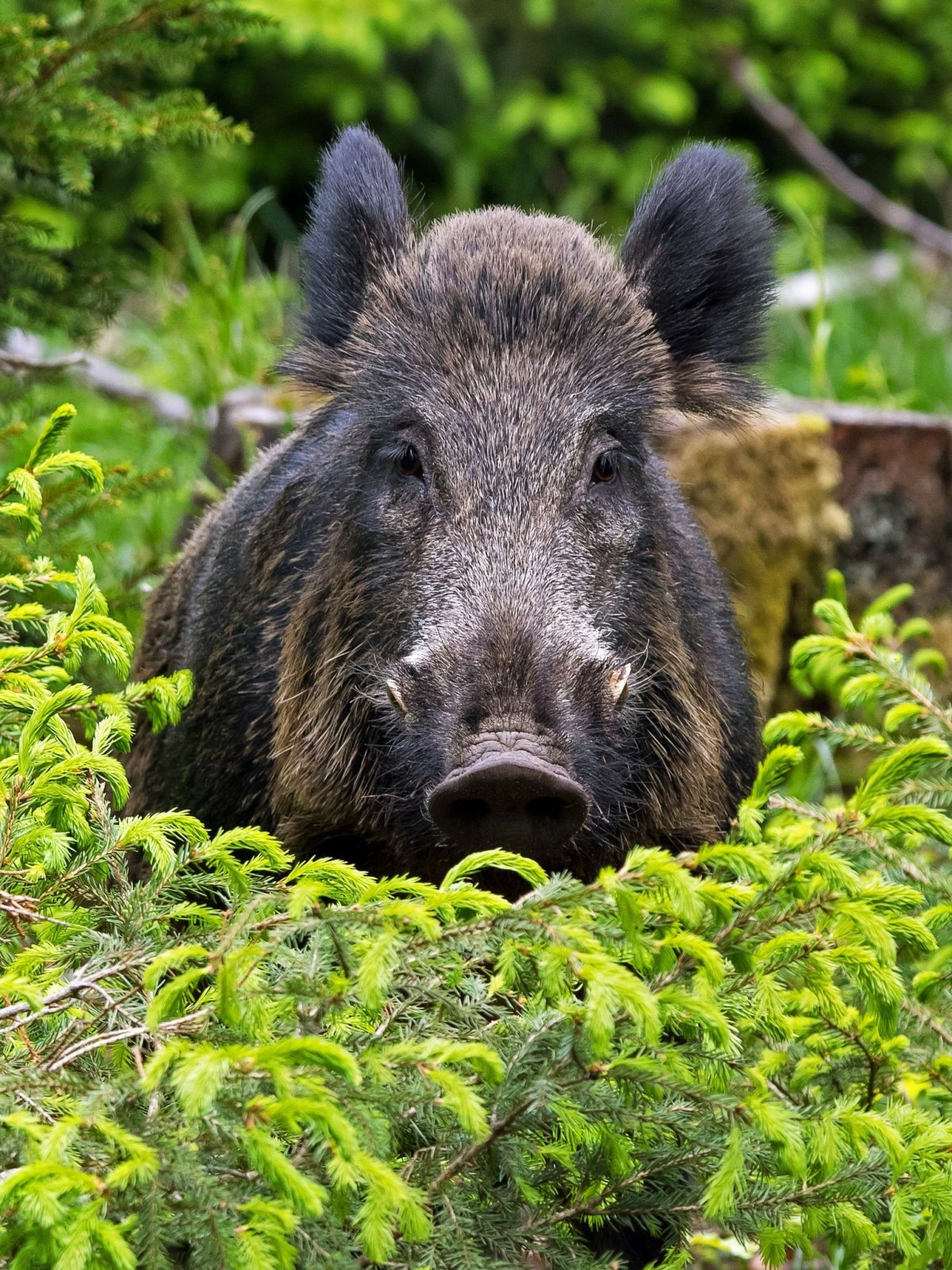 Дикий кабан секач Вепрь