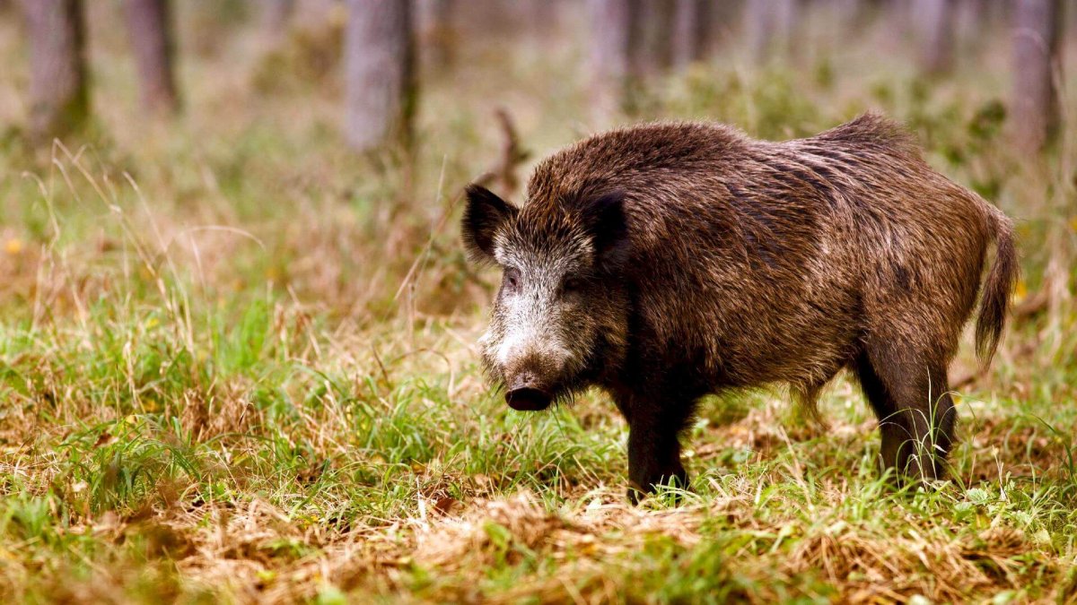 Европейский кабан