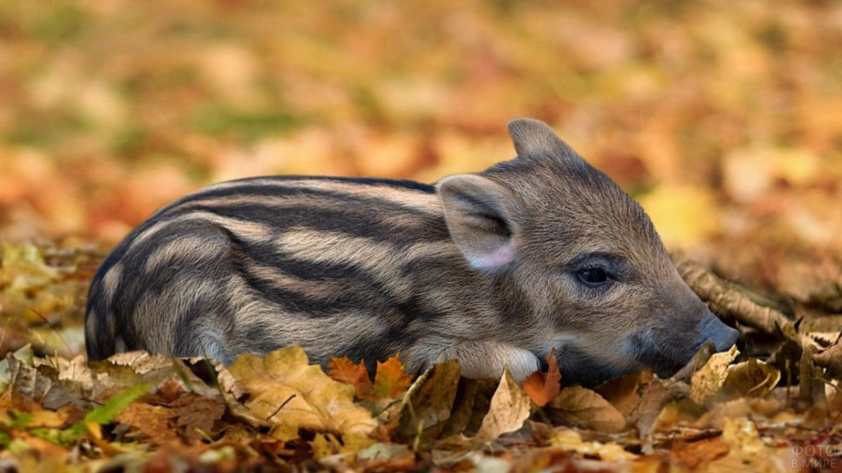Кабанята полосатые