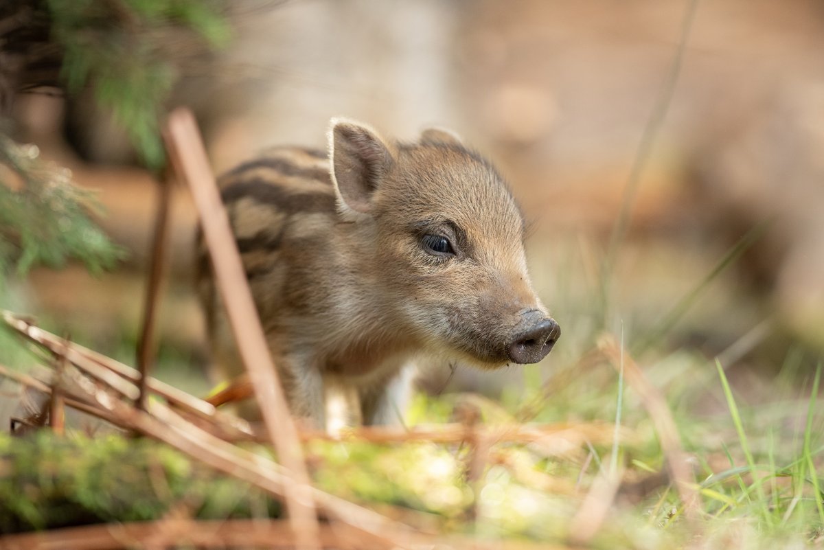 Детеныш кабана