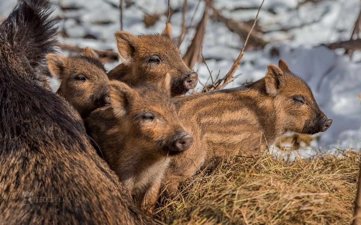 Алтайский заповедник кабан