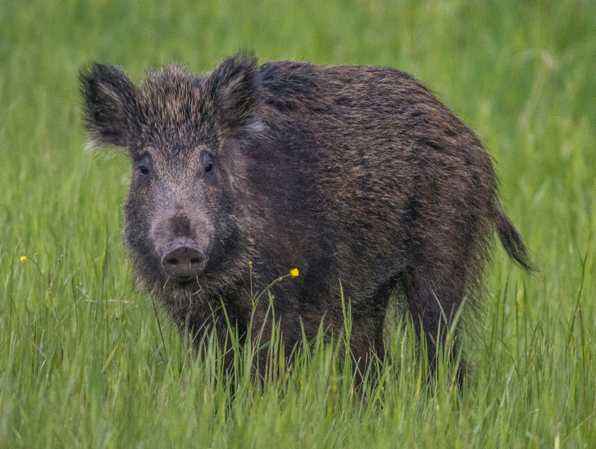Европейский дикий кабан sus scrofa Ferus