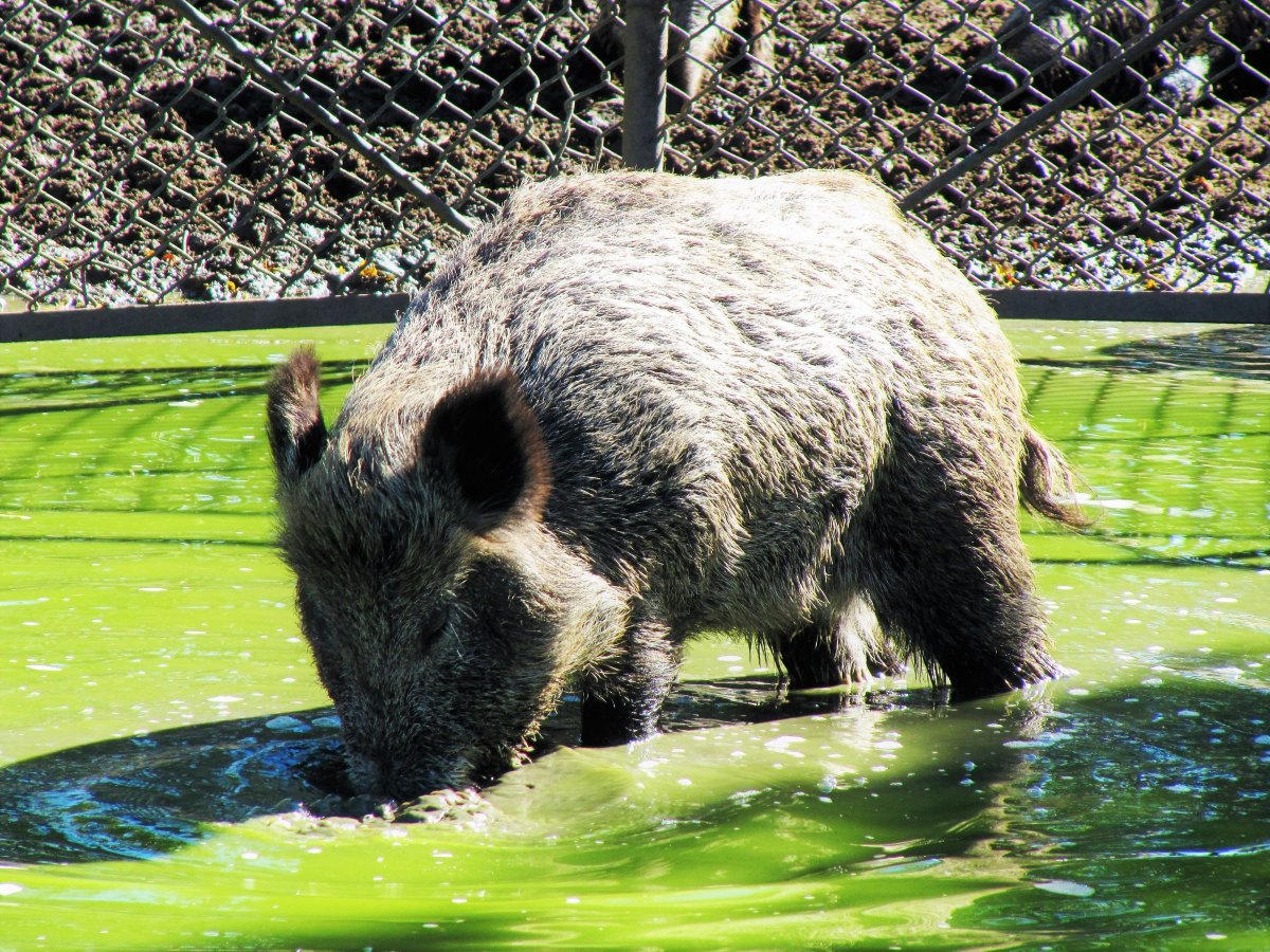 Дикие свиньи новой Зеландии