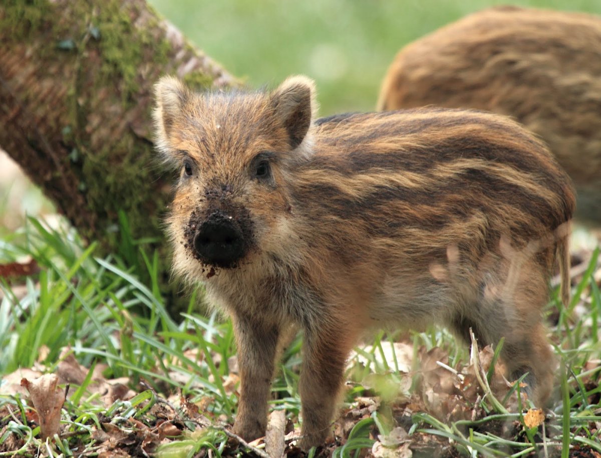 Маленький Лесной кабанчик