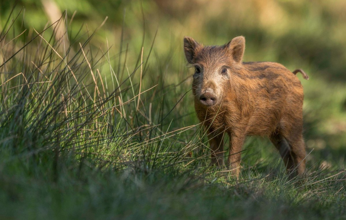 Маленький Лесной кабанчик