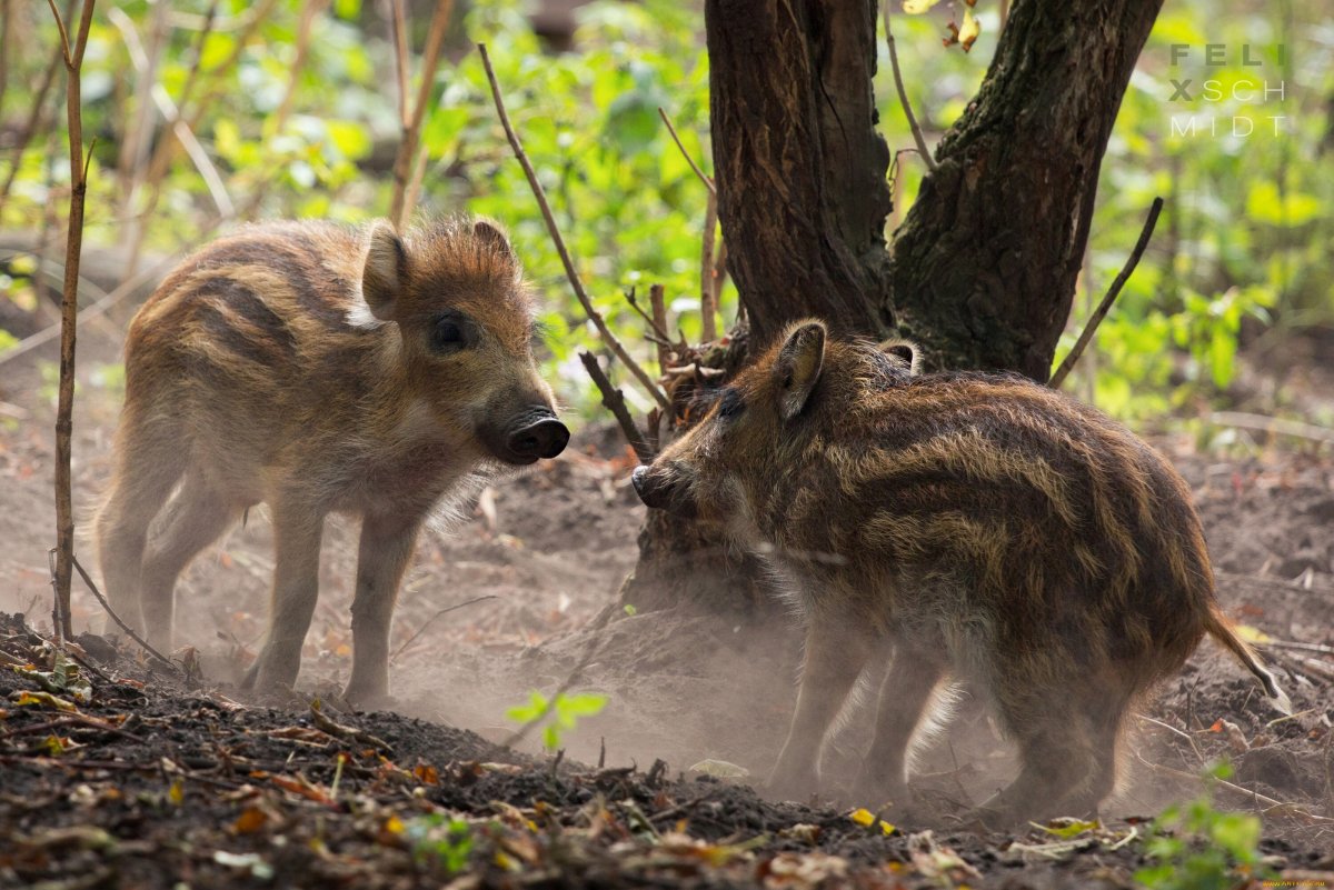 Битцевский парк кабан