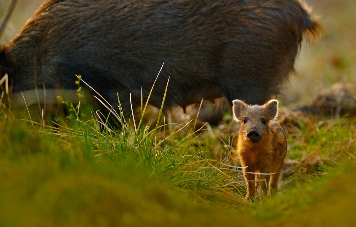 Кабан в дикой природе