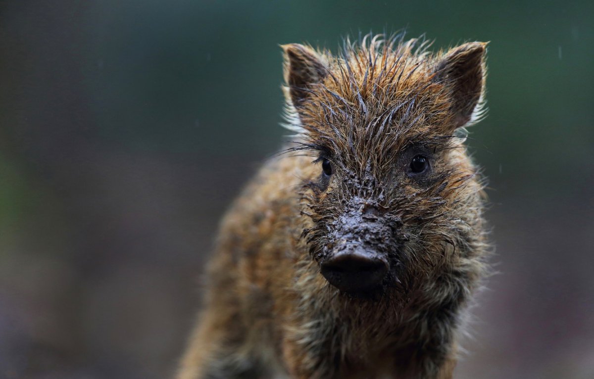 Тревожный кабанчик