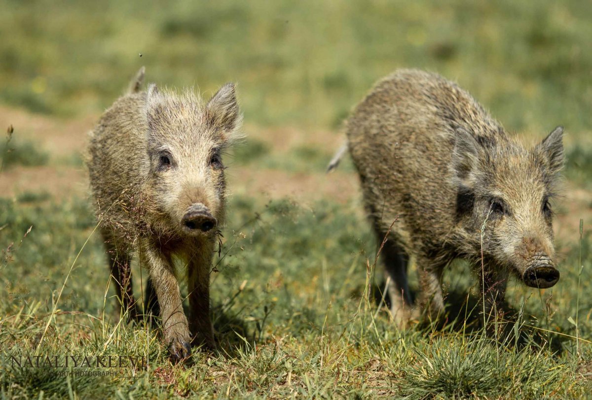 Молодой кабанчик