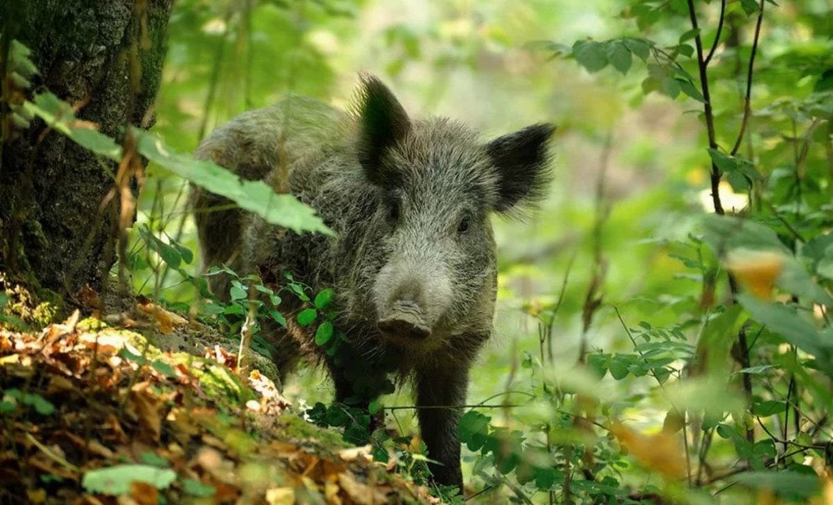 Дикий Лесной кабанчик